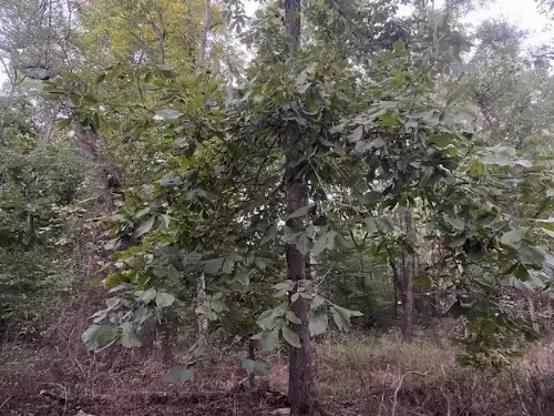 6160 Underwood Rd, Springfield, TN  37172