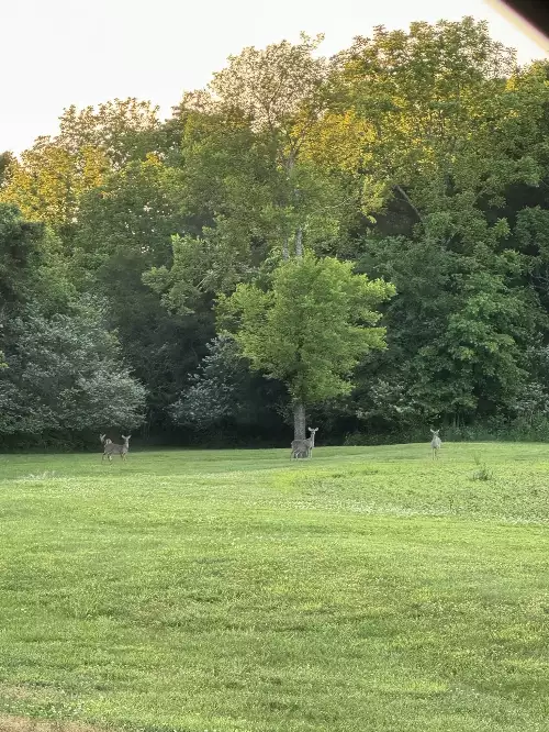 500 Old Pencil Mill Rd, Chapel Hill, TN  37034