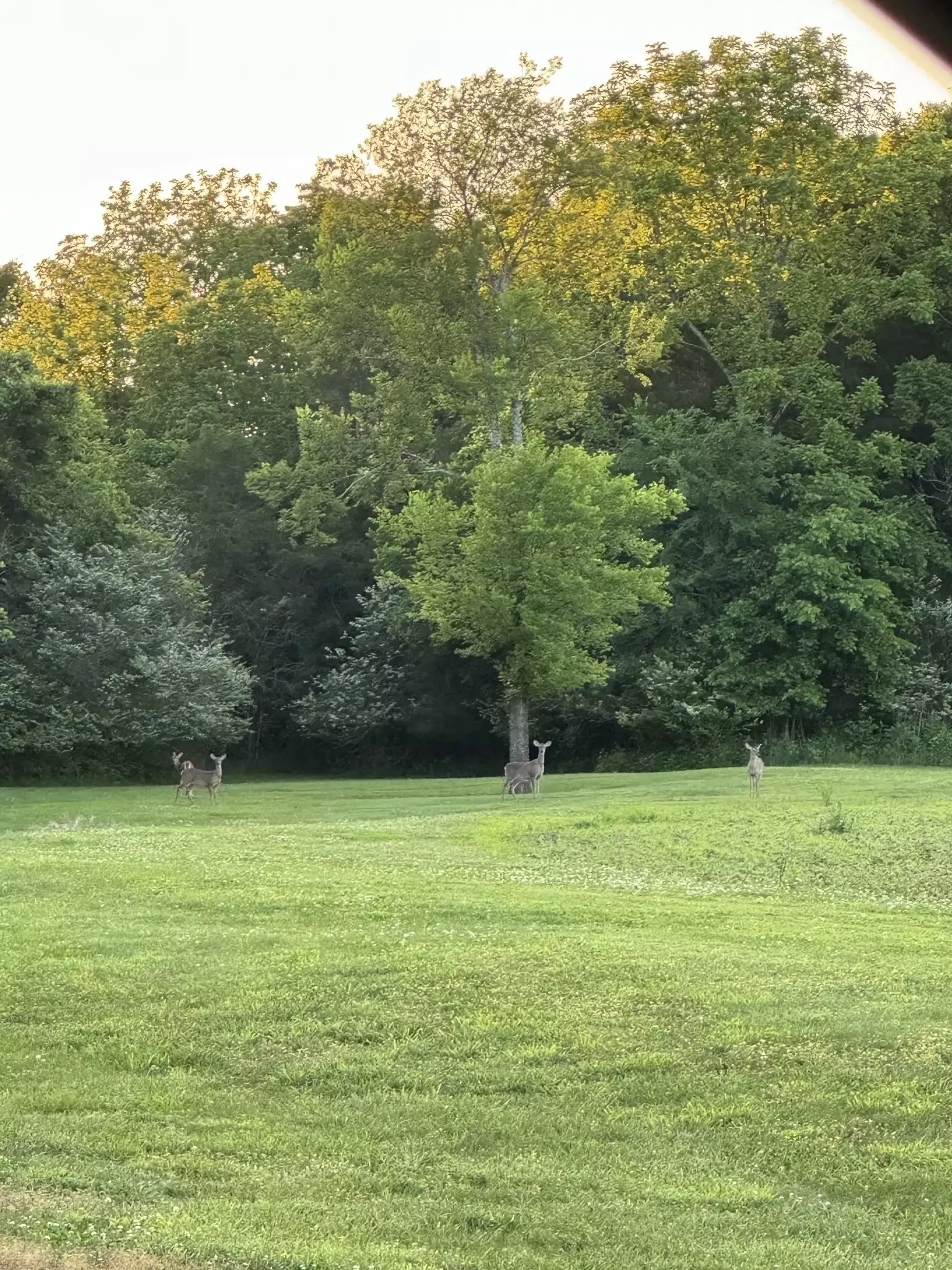 500 Old Pencil Mill Rd, Chapel Hill, TN  37034