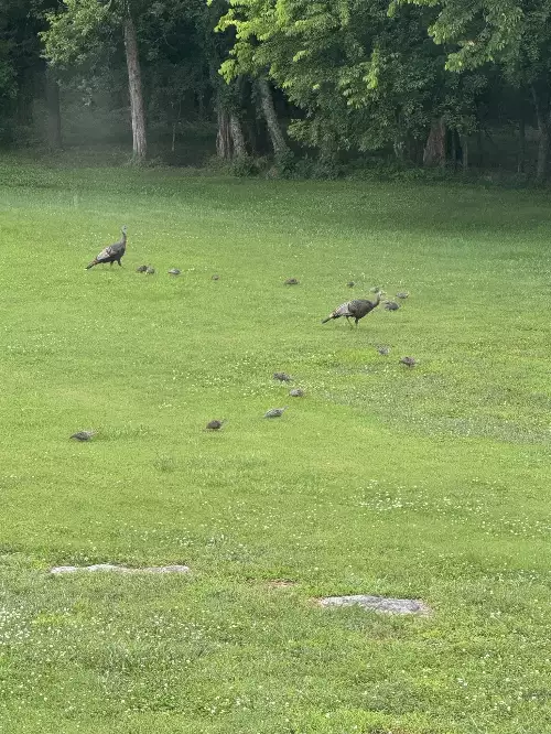 500 Old Pencil Mill Rd, Chapel Hill, TN  37034