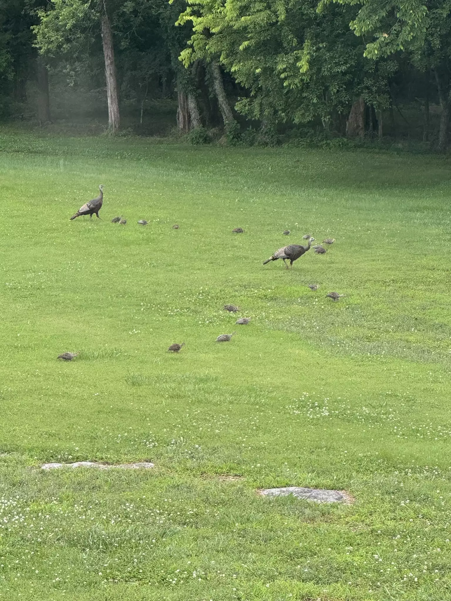 500 Old Pencil Mill Rd, Chapel Hill, TN  37034