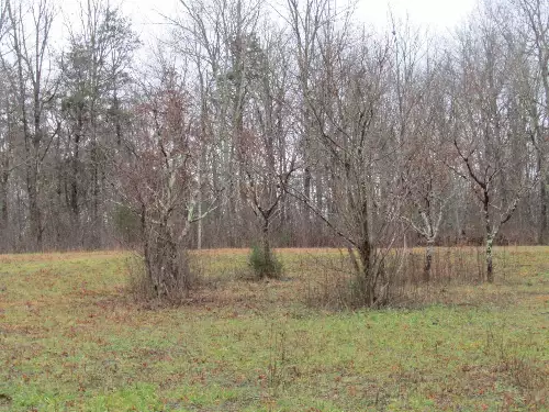 171 Sheep Ranch Rd, Altamont, TN  37301