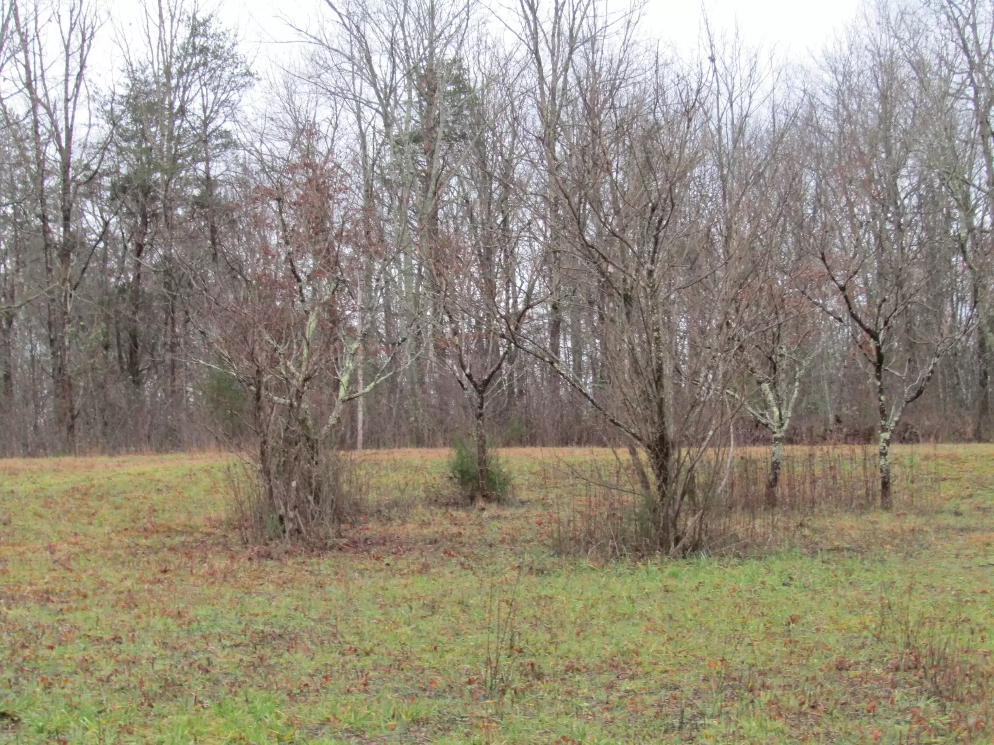 171 Sheep Ranch Rd, Altamont, TN  37301