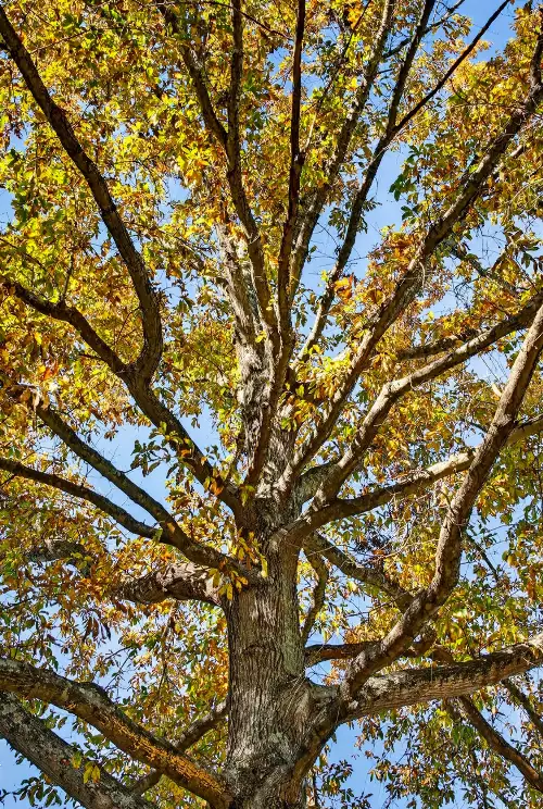 S Wrights Lane, Gallatin, TN  37066