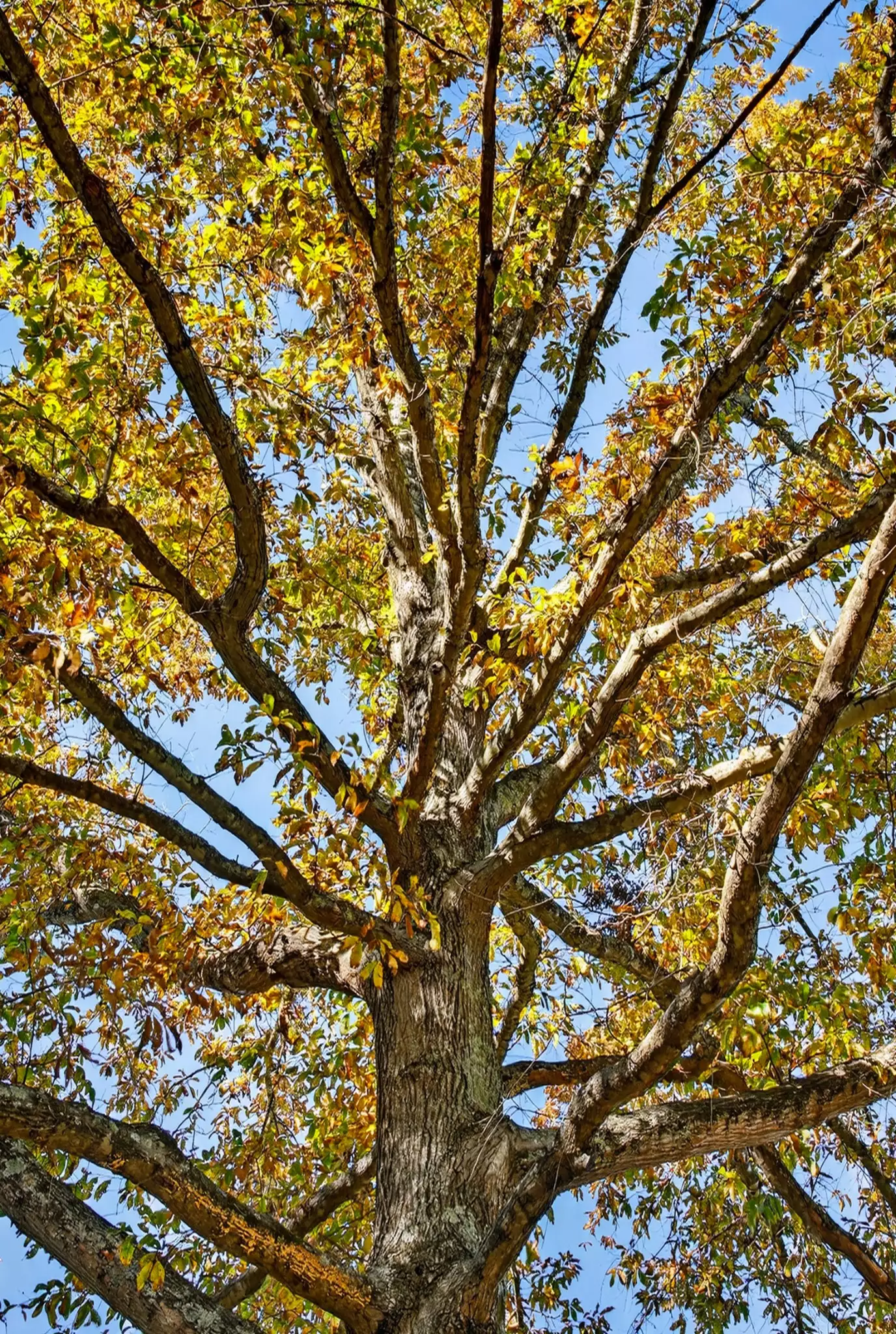 S Wrights Lane, Gallatin, TN  37066