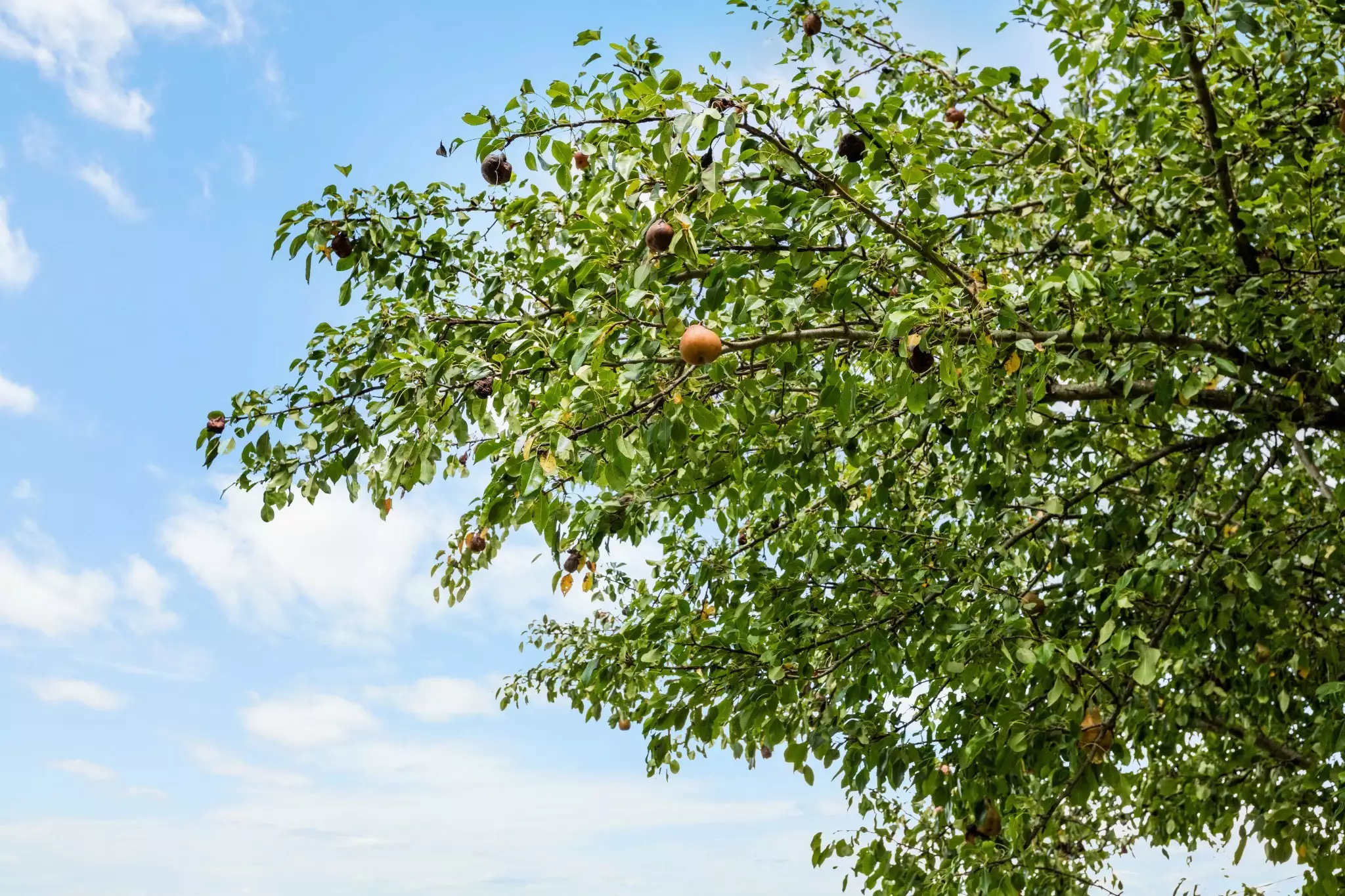 294 McDale Rd, Shelbyville, TN  37160