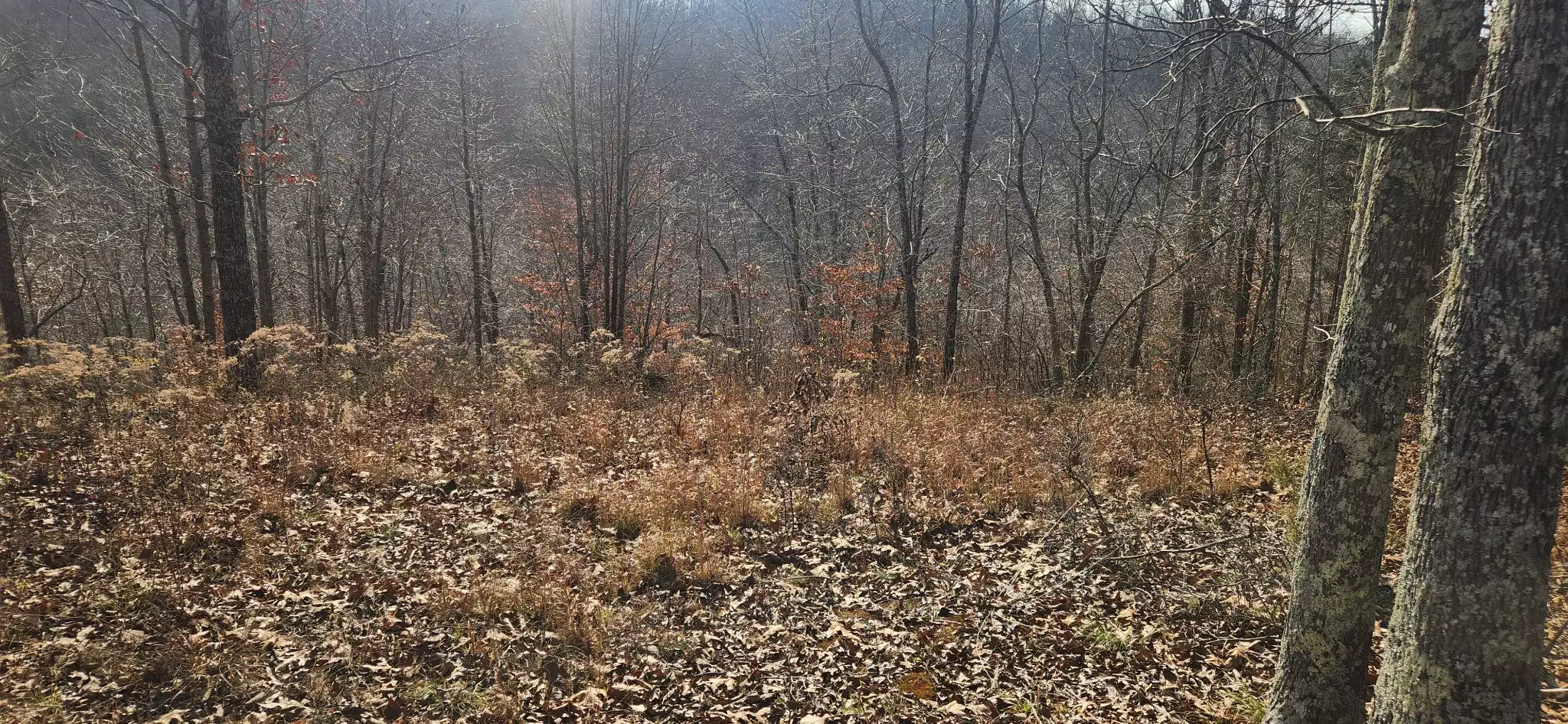 Nine Mile Ridge Rd, Duck River, TN  38454