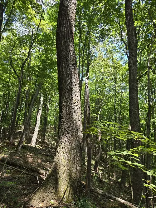 16 Seals Hollow Rd, Woodbury, TN  37190